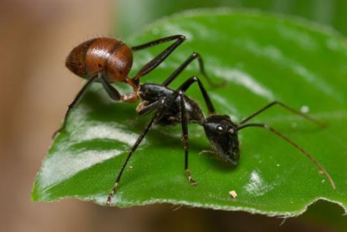 Садовые муравьи и борьба с ними различными способами - обзор