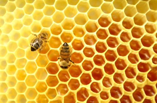Содержание пчел на чердаке